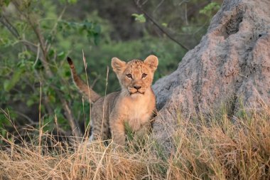 Kruger Park, Güney Afrika 'daki aslan yavrusu. ;