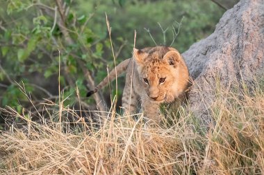 Afrika 'nın güneyindeki Kruger Ulusal Parkı' nda dişi aslan. Felidae familyasından Specie Panthera Leo.