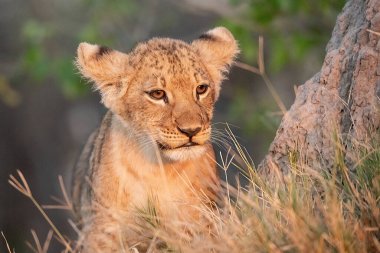 Aslan yavrusu çimenlerde oturmuş yukarı bakıyor.