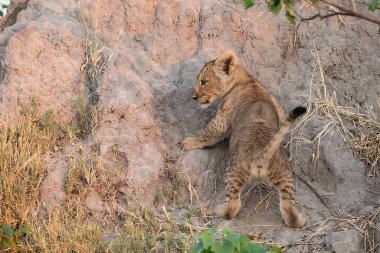 Çita yavrusu çimlerde