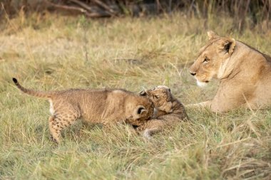 Genç yavru ve aslanlı anne Kruger Ulusal Parkı, Güney Afrika