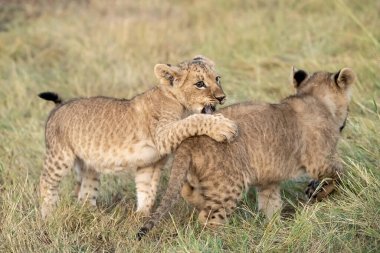 Çita yavrusu yavrusuyla oynuyor.