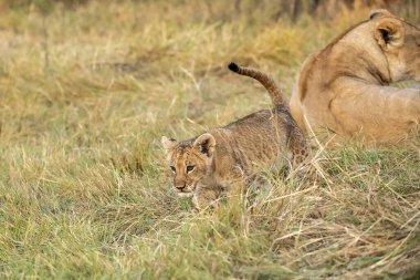 İki genç aslan çimenlerde birlikte oynuyorlar.