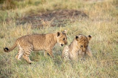Çita yavrusu çimenlerde oynuyor.