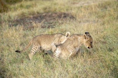Çita yavrusu çalıların arasında çimenlerde yürüyor.