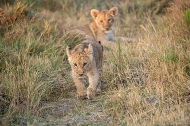 Aslan yavrusu kameraya doğru yürüyor.