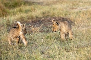 Çitanın kenarında iki çita yavrusuyla oynuyor..