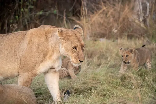 Anne ile aslan yavrusu