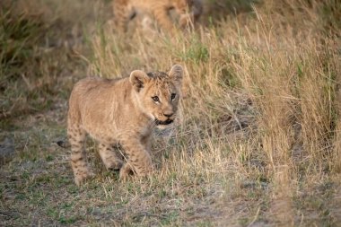 Aslan ailesi akşamları çimenlerde yürüyor.