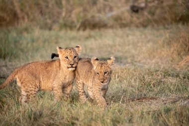 Kenya 'nın ortasında Masai oyunundaki aslanlar ulusal rezerv.
