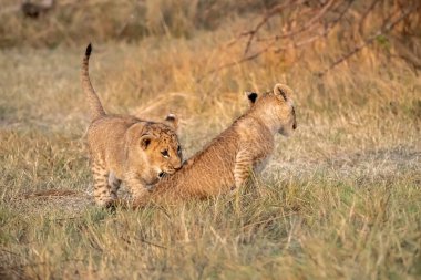 Aslanla oynayan iki yavru.