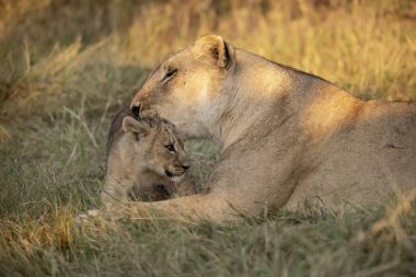 Genç aslan ve annesi.