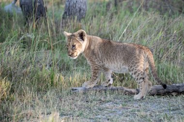 Çita yavrusu çimenlerde yürüyor.