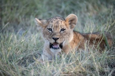 Güney Afrika 'daki Kruger Ulusal Parkı' ndaki ulusal parkta çimlerde aslan yavrusu..