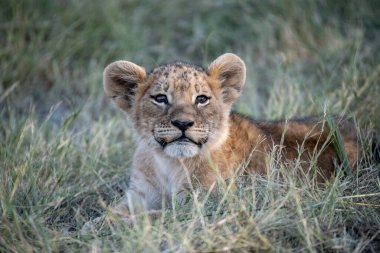 Aslan yavrusu çimenlerde oturuyor.