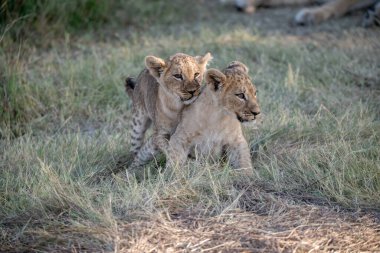 Aslan yavrusu ve anne çimenlerde.
