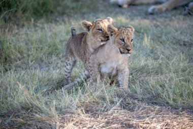 Birlikte oynayan iki genç aslan yavrusu.