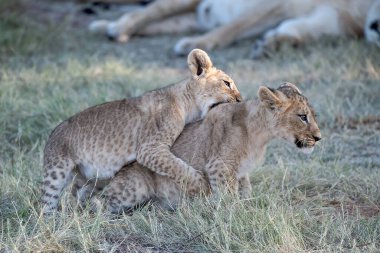 Doğada çitanın içinde yavrusu var.