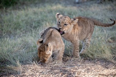 Aslan yavrusu yavrularla oynuyor.