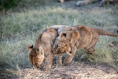 Genç aslanlar vahşi doğada