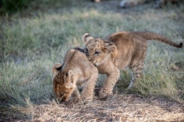 Otların arasında oynayan aslan yavrusu
