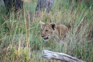 Afrika savanındaki aslan..