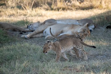 Aslanlar ve yavrular Kruger Ulusal Parkı, Güney Afrika; 26 Mart 216