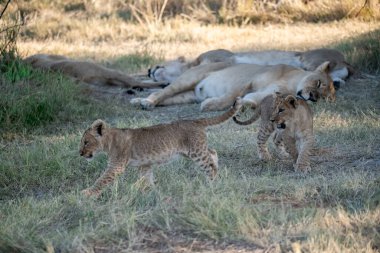 Vahşi doğada aslan yavrusuyla dişi aslan.