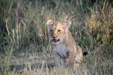Vahşi doğada dişi aslan.