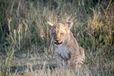 Kenya bozkırında dişi aslan.