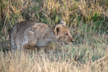 Aslan (panthera leo) Güney Afrika 'daki Kruger Ulusal Parkı' ndaki savananın çayırında yürüyor..