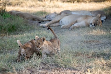 Dişi aslan ve yavru, Güney Afrika 'daki Kruger Ulusal Parkı' ndaki kuru çalılıklarda yürüyorlar..