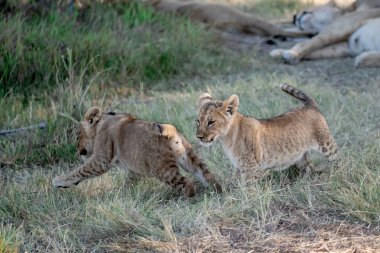 Aslan yavruları çimenlerde oynuyor.
