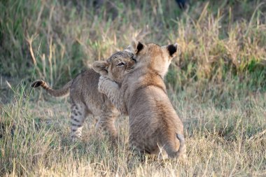 Otların arasında oynayan aslan yavrusu
