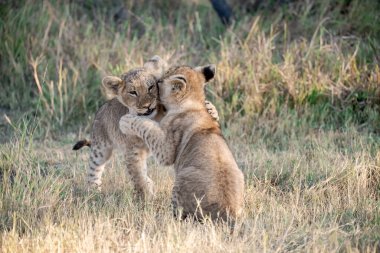 Çimenlerdeki aslan yavruları