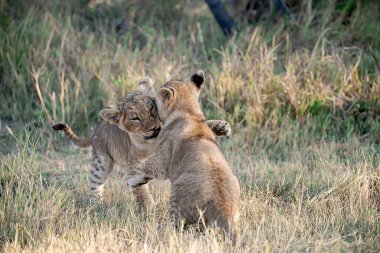 Genç aslan yavrusu oynuyor