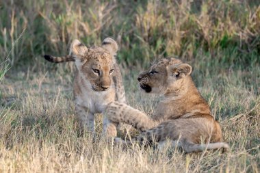 Anne ile oynarken aslan yavrusu