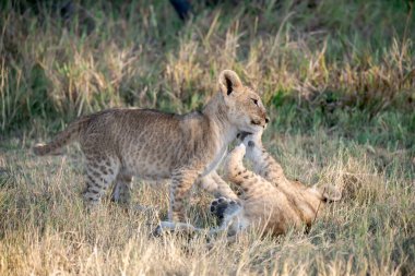 Savanda oynayan aslan yavruları, Kenya