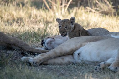 Güney Afrika 'daki Kruger Ulusal Parkı' nda çimlerde yatan aslan yavrusu..