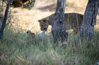 Vahşi bir bozkırda bir aslan