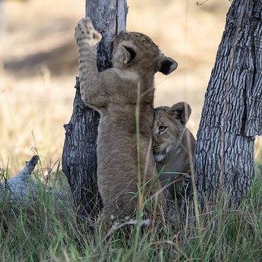 Dişi yavru aslan yavrusuyla oynuyor.