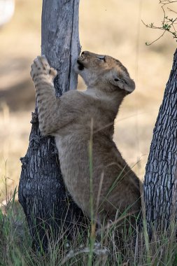Genç dişi aslan ağaçta yatıyor.