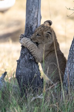 Aslan yavrusu dinleniyor ve çimenlerde uyuyor.
