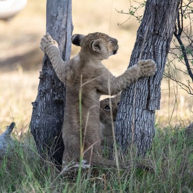Afrika 'nın bozkırlarında dişi aslan.