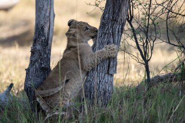 çim döşeme aslan yavrusu
