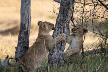 Afrikalı vahşi yavru bir ağacın çalılığında iki yavruyla oynuyor..