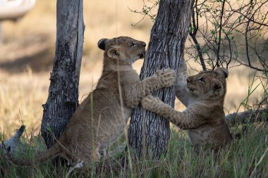 İki aslan birlikte oynuyorlar.