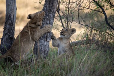 Dişi aslan ve yavrusu çalılıklarda oynuyorlar.