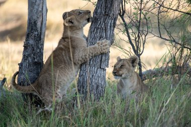 Doğadaki aslan yavrusu.