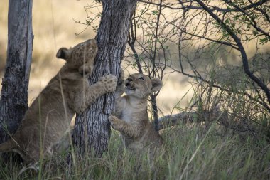 Arslan yavrusu Kruger Ulusal Parkı 'ndaki bir ağaçta oynuyor.
